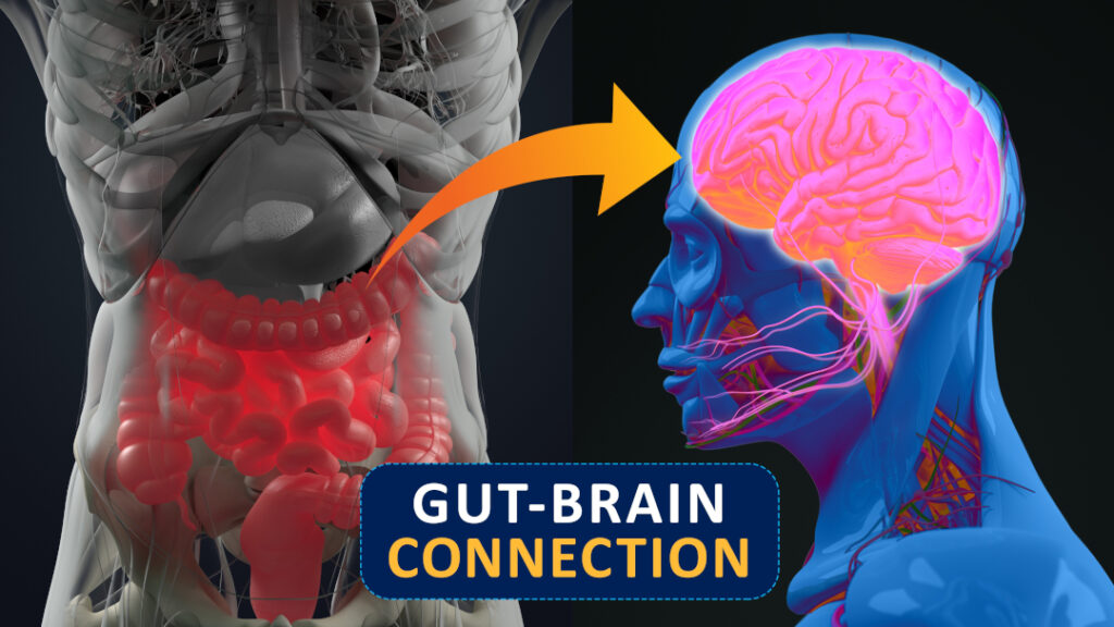 An anatomical digital illustration of the intestines next to a similarly depicted illustration of the brain. An arrow is directed from the intestines to the brain with a title below reading "Gut-Brain Connection"
